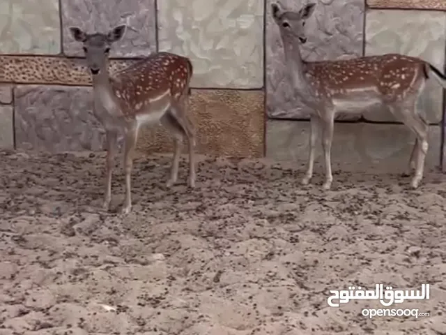 2أناثي ودكر غزال