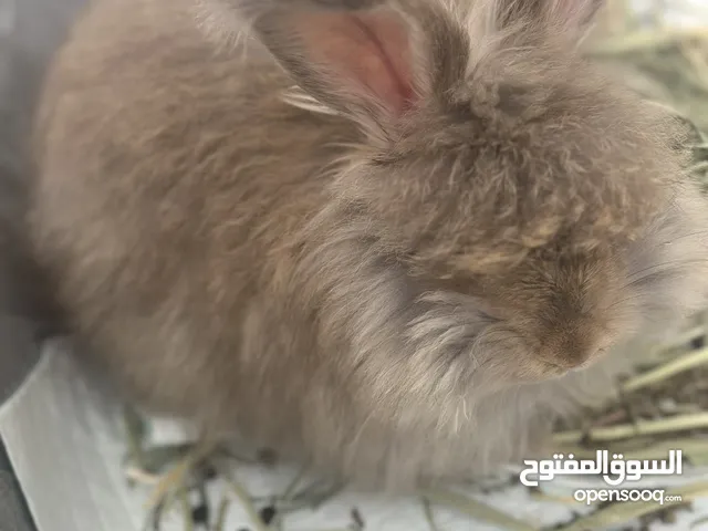 انجلش انجورا English Angora