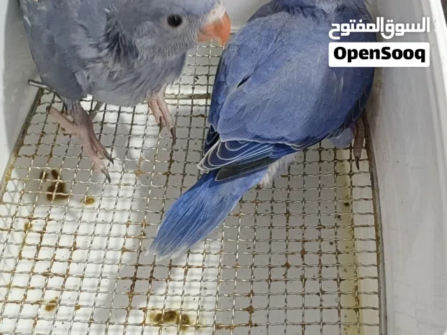 فراخ دره فايلت نيلي