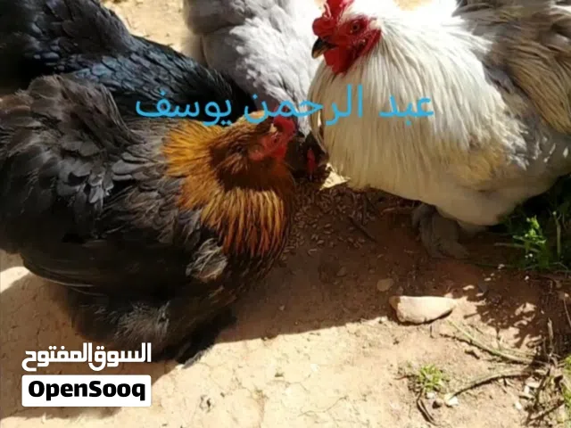 طبق بيض كوشن
