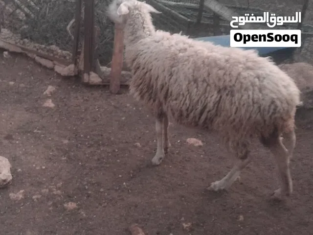 نعجة عساف للبيع