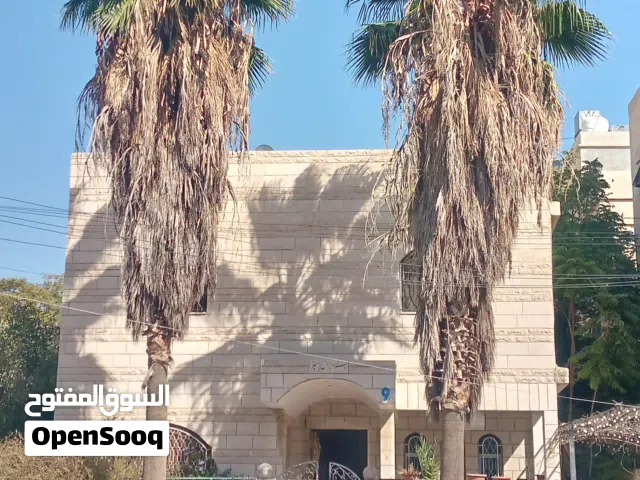 نخيل زينة  للبيع