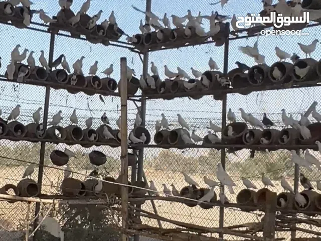 حمام لاحم فرنسي ذو جودة عالية متاح امهات و زغاليل