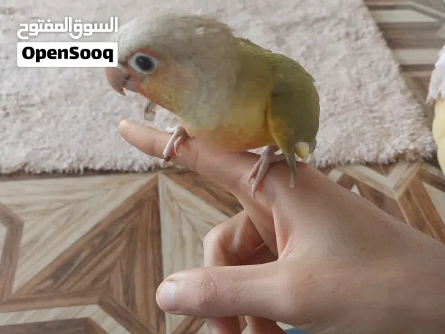 صن كنيور العمر