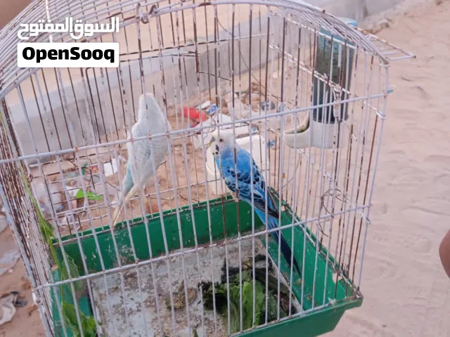 كوبيه بقلينو مصوقره على تدحاي