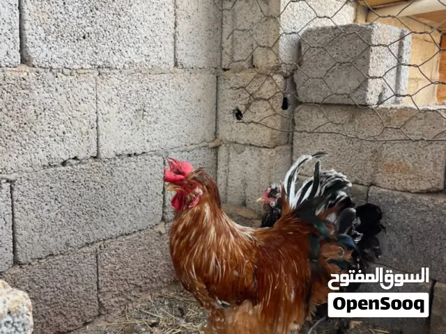 بسم الله ماشاء الله كوبيه دجاج ربي يبارك