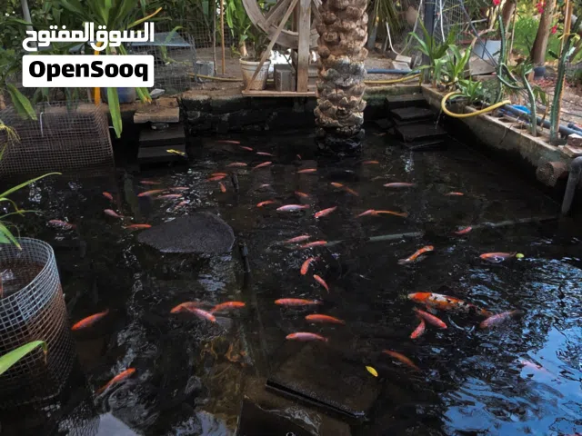 سمك كبير و صغير