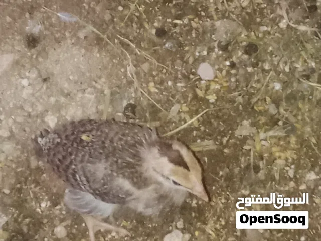 صوص بلدي وفيومي وبكستاني وبو ارقيبه العدد60
