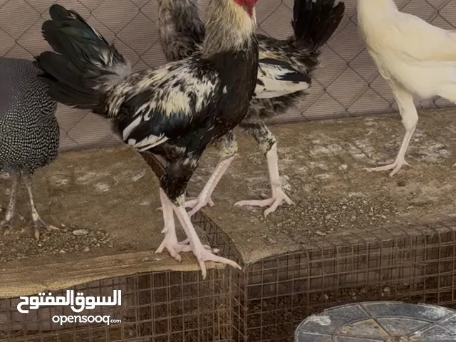دجاج بكستاني ومكس العدد 12