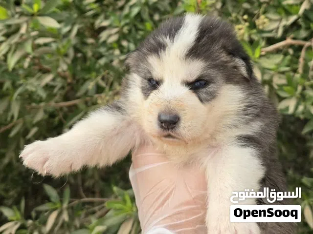 للبيع جراوي هاسكي