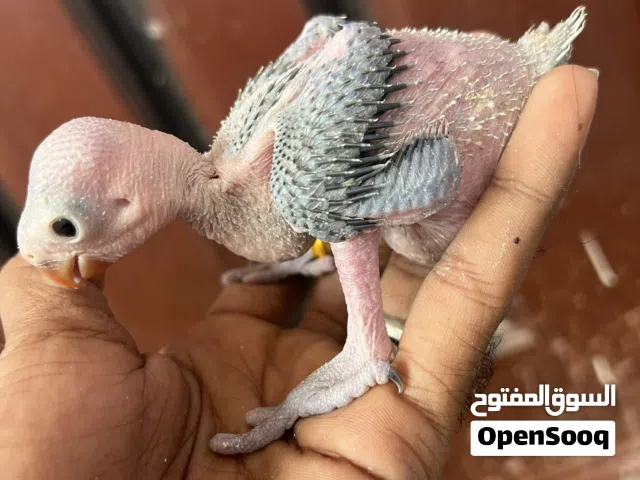 فرخ دره هندي مطوق