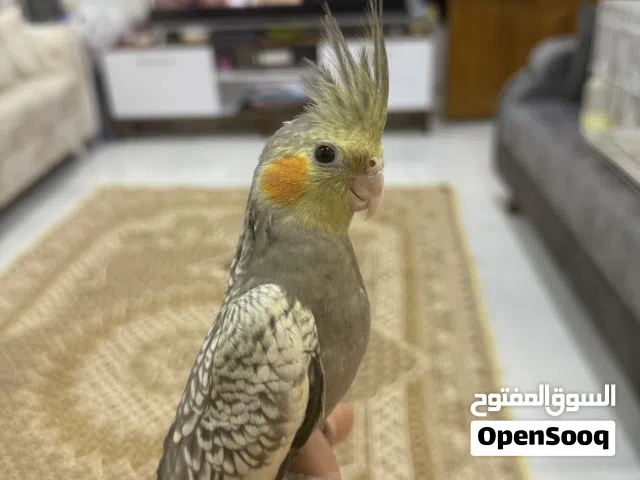 كوكتيل الف