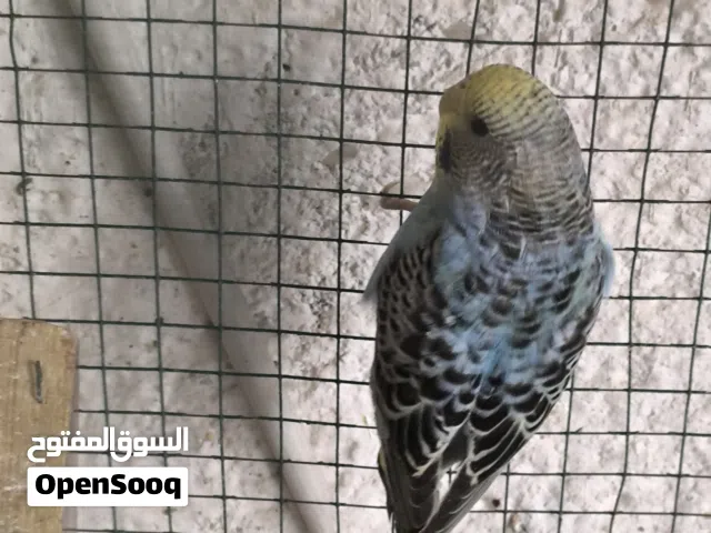 طيور لحب للبيع