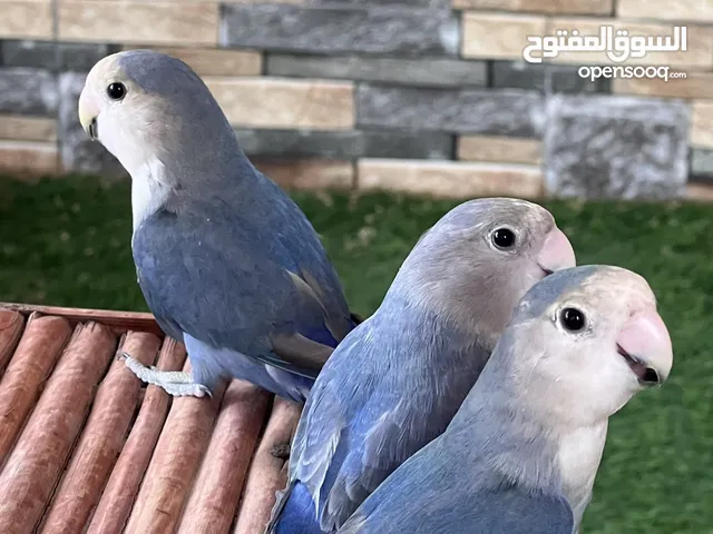 روز أليفات