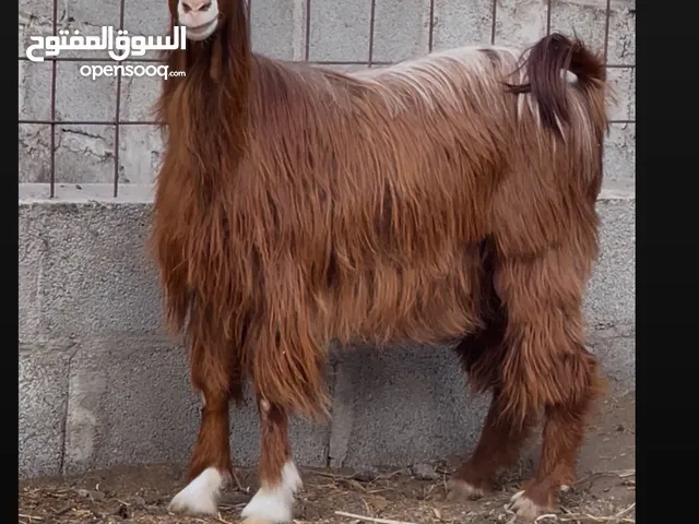 معز ممتازات لتربيه