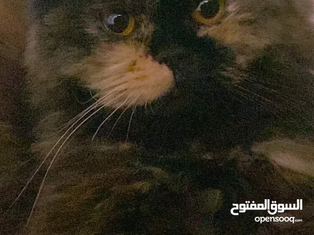 قطط نثاية للتبني يعني بلاشششش