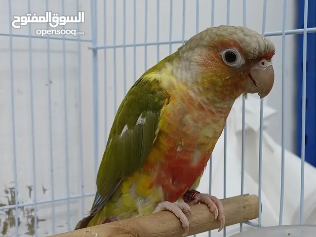 كنيور اناناس