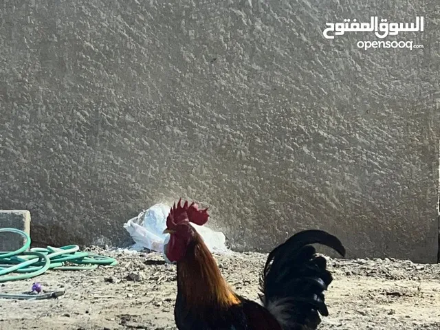 ديوكه عرب كويتي اصلي دم نقي