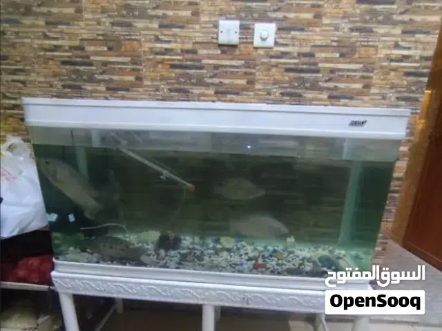 حوض سمك aquarium