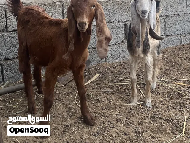 للبيع تيس وصخله باكستانيات اصل ممتازات للتربية ما شاءالله