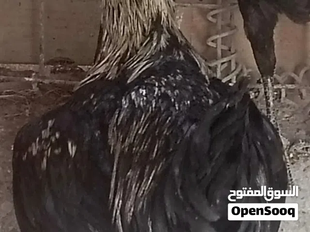 ديوجه كبار وزغار