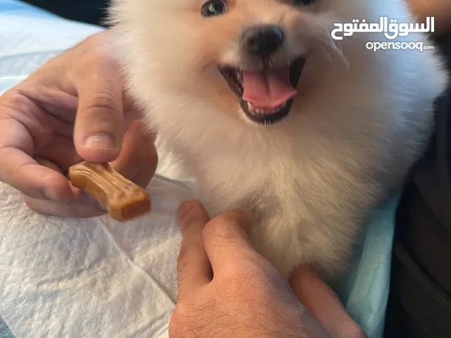 كلب بومرينيان بيور تي كب للبيع