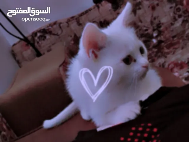 قطه شيراز لون ابيض انثى