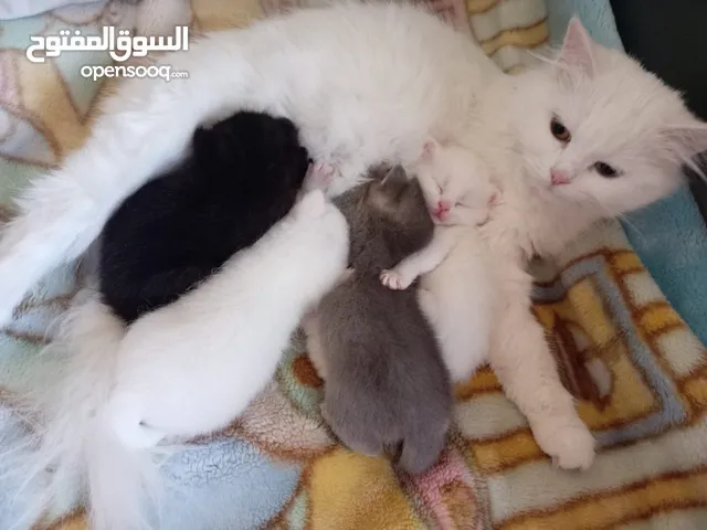 اربع قطط للبيع
