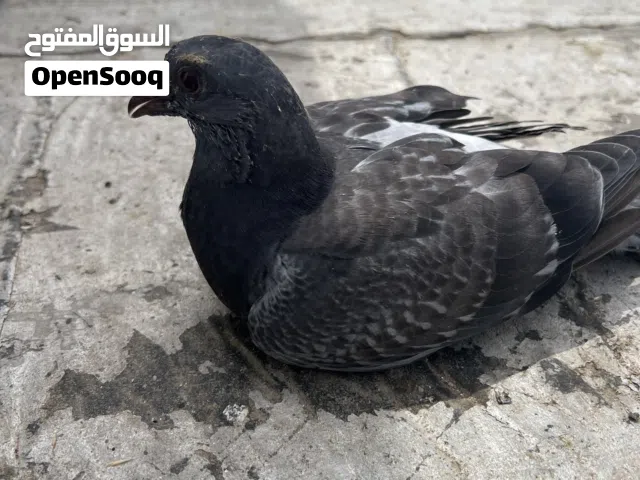 مطلوب زواجل نثاية العندنه انا شراي