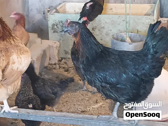 للبيع بيض بلدي مخصب للفقاسات