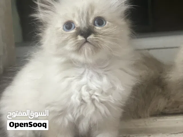قط همالاي نتايه عمرها شهر ونص سعرها 320قابل للنقاش في المعقول