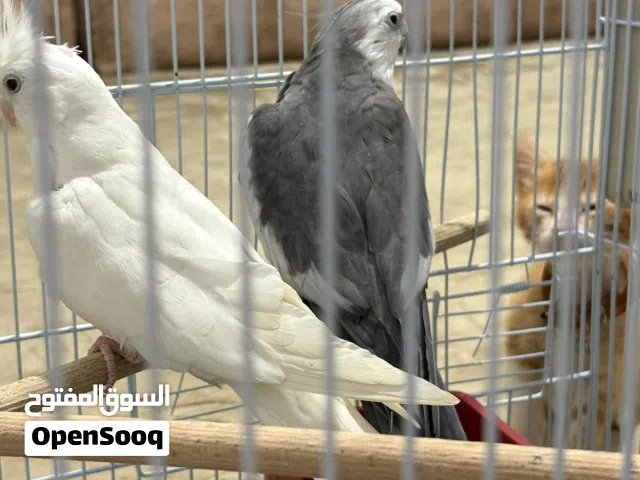 زوج فرنساوي وذكر البينو هايج الزوز لاقوة الا بالله