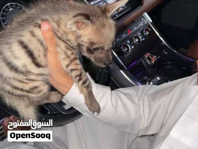 ضبع  العمر 28 يوم  أليف و يشرب حليب