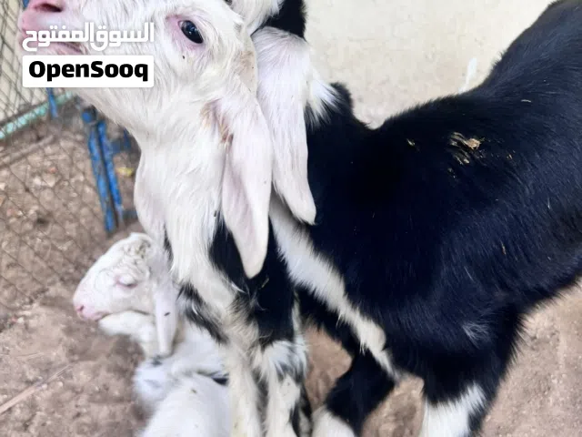 كباشه نجديات