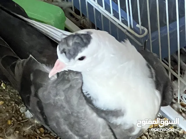 New adult baby good helath