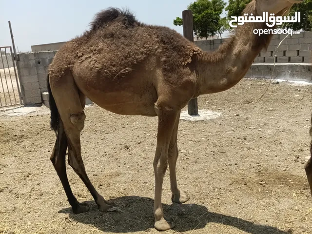 محليب محلي للبيع