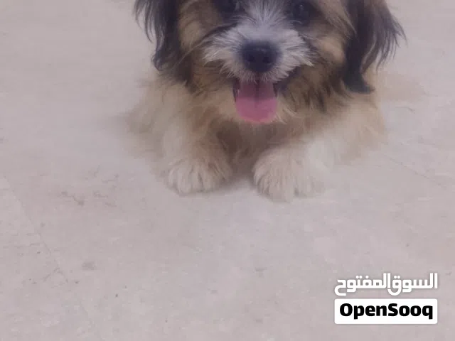 كلب ذكر وارد بلجيكي للبيع