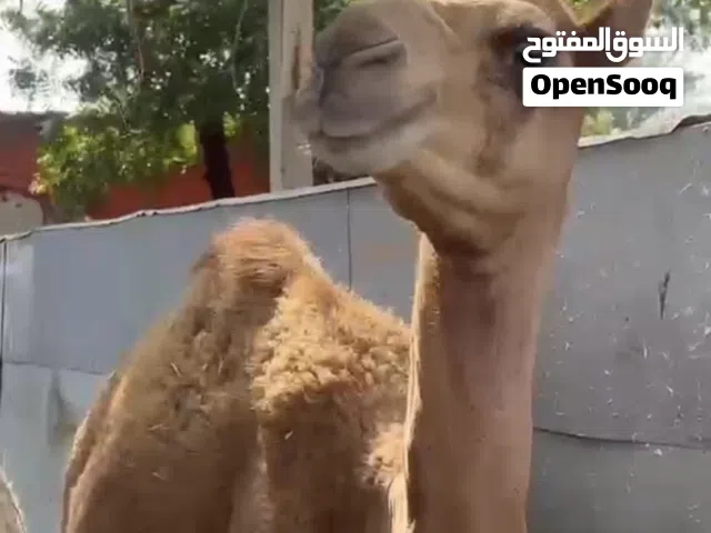 قعود باطني اصيل، امه الغزيلة بنت ود شهبار ، ابوه ود سمحة بعير سيف نار