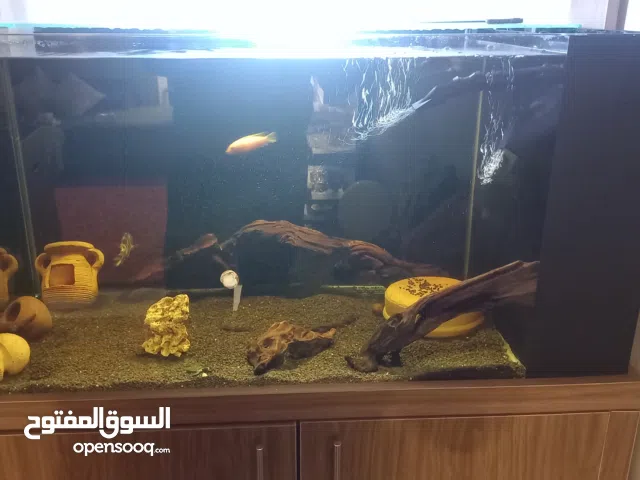 احواض سمك للبيع