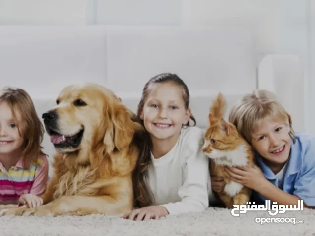 تم افتتاح مركز بيت لايف للعناية بالكلاب و توفر خدمات التدريب و الاقامة و الترفيه بالاضافة للغرومنغ