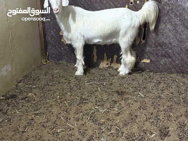 سخله من حلال رحوب