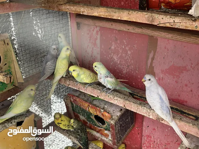 طيور حب للبيع مع القفص والبيض والافراخ