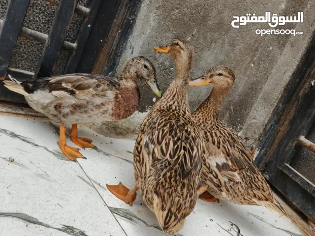 بش خضيري اصلي