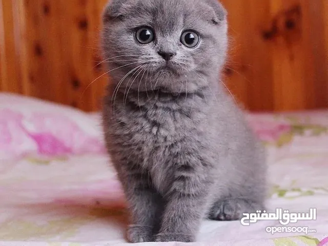 سكوتش فولد للبيع