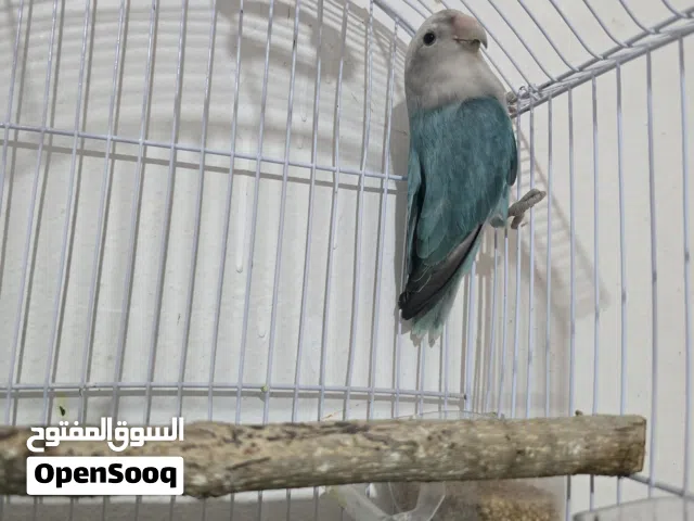 دكر بركديلو بلو اوبلاين سينمون حاجه مصوقره بعون  الله