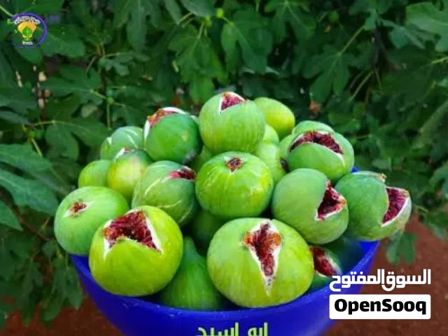 شتل تين شتوي للبيع