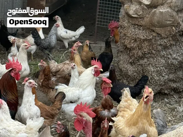 دجاج عمانيات منتجات