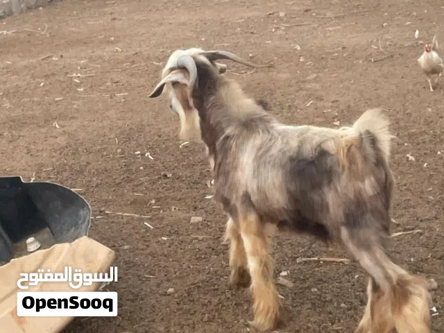 تيس ماشاءالله أموره طيبه من حلال بني سعيد
