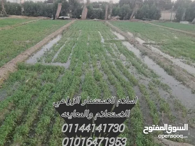 Farm Land for Sale in Giza Al-Ayyat