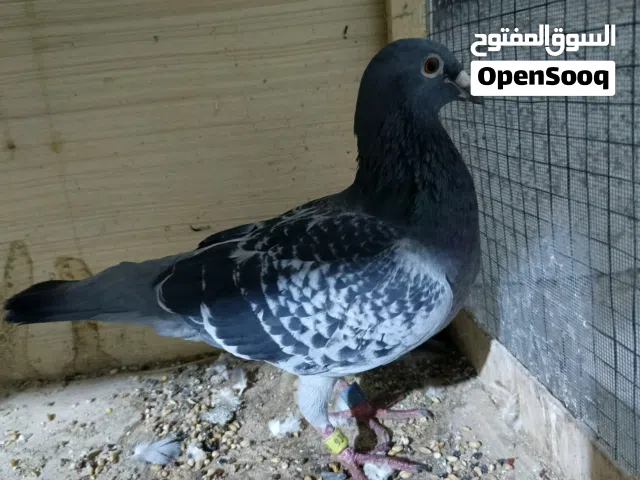 فحل كويتي البيع